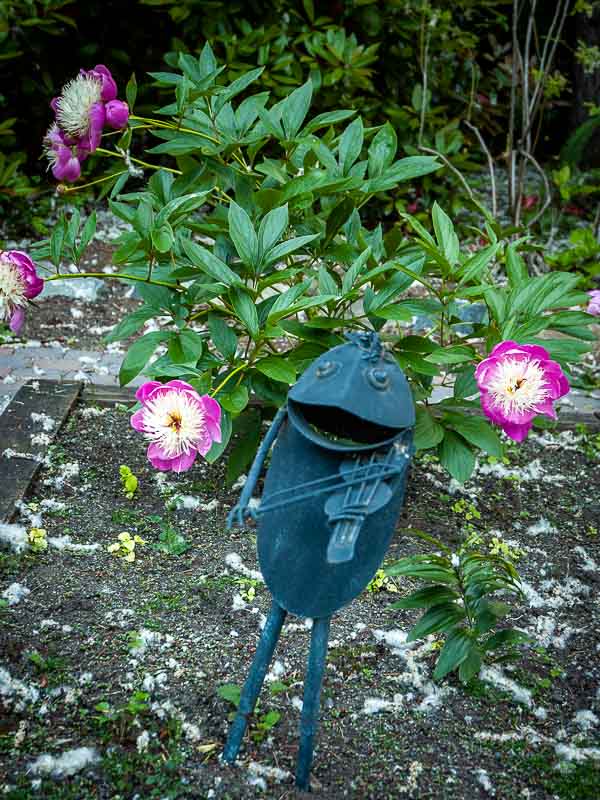 Garden Planting Service Bellevue